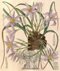 Image result for Xerophyta splendens