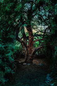 Posted in wallpaper on october 20, 2005. Magic Forest Pictures Download Free Images On Unsplash