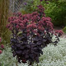 Image result for Sedum