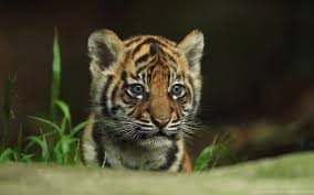 14 Baby Tiger Wallpapers - WallpaperBoat