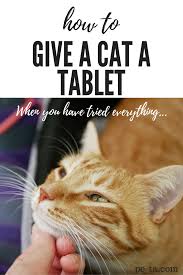 pin on animals pets