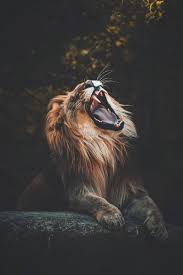 netzy rodriguez moreno adli kullanicinin big cats and company panosundaki pin buyuk kediler cok sirin hayvanlar hayvan