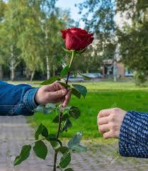 Send the best flowers for men with flower arrangements filled with calla lilies, carnations, alstroemeria and gerbera daisies. A Man S Hand Gives The Girl A Red Rose Flower Stock Photo Picture And Royalty Free Image Image 130789342