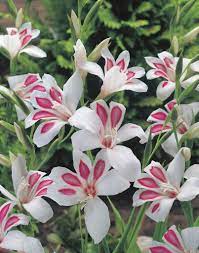 Hardy Gladiolus Prins Claus Gladiolus Nanus Pink Perennials Gladiolus Rhizome