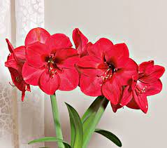 Maybe you would like to learn more about one of these? Amaryllis Lagoon One Bulb In A Woven Basket White Flower Farm Amaryllis Amaryllis Bulbs