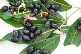 Image result for Syzygium cumini
