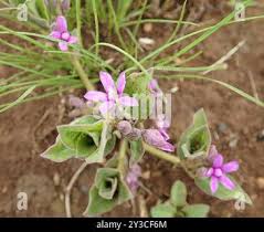 Image result for Raphionacme hirsuta