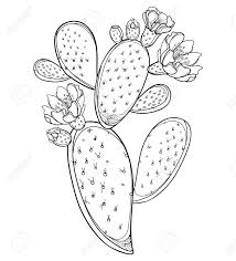 Learn to draw a cactus. Stem Of Opuntia Or Prickly Pear Cactus With Flower Isolated Royalty Free Cliparts Vectors And Stock Illustration Image 122679143