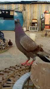 Jual beli burung klaten boyolali : Burung Merpati Murah Jual Beli Hewan Jadi Mudah