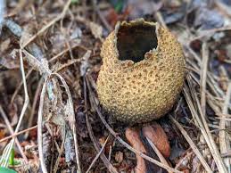 Image result for Scleroderma geaster