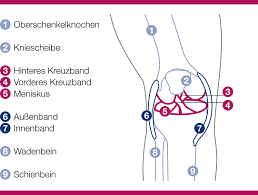 Das vordere kreuzband ist nach meinung einiger autoren das wichtigste und am meisten belastete. Kreuzbandriss Kreuzbandruptur Ein Alptraum Fur Sportler