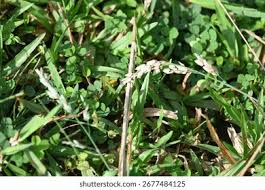 Image result for Eragrostis pilosa