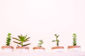 Hd Wallpaper Plant Windowsill Pot Succulent Cacti Aesthetic House Plants Wallpaper Flare