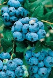 Bird Netting For Blueberries Lowes Forever Ever Sweetheart Blueberry Tb232 Lowes Plants Highbush Blueberry Blueberry