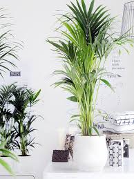 Lampade per piante da interno. Le Migliori Piante Da Appartamento Per Arredare Casa