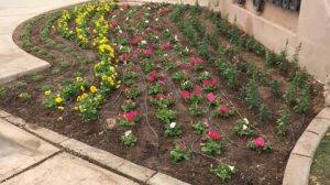 Fromyouflowers.com has been visited by 10k+ users in the past month Winter Flowers In Arizona Corona Landscape