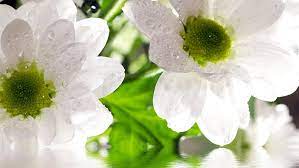 Maybe you would like to learn more about one of these? White Flowers Water Drops Droplets Water Beautiful Drops Hd Wallpaper Wallpaperbetter