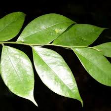 Image result for Dicranolepis