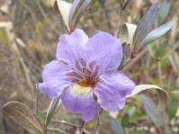 Image result for Petalidium bracteatum