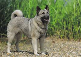 Image result for norský losí pes šedý