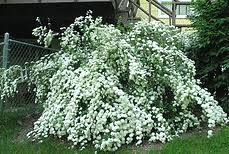 It is pest free and looks breathtaking when planted in masses. Midwest Gardening Best Performing Shrubs