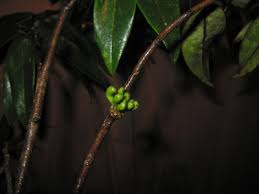 Image result for Xylopia lukei