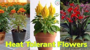 Whether it's a vibrant, intense and bright colorful look you want or a more curated color theme that you are going for with showy. 22 Best Flowers For Full Sun Heat Tolerant Flowers For Containers Heat Tolerant Flowers Full Sun Flowers Amazing Flowers