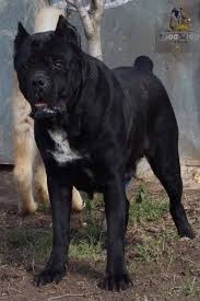 Pitbull Pitbull
