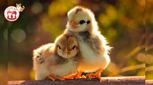 Baby Chickens Funny Chickens You Will Die Laughing Funniest Animals Videos 2019 Youtube A page for describing funny: baby chickens funny chickens you will die laughing funniest animals videos 2019