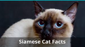 Balinese , himalayan , ragdoll , etc. Siamese Cat Facts Colors Health Issues Nutrition And More Vital Info