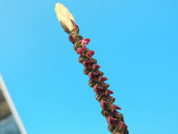 Image result for Bulbophyllum cochleatum