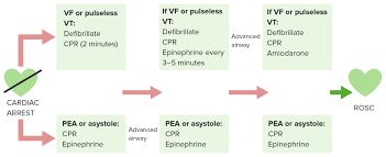 Refresh your acls skills and stay ready for a cardiac event by. Cardiac Arrest Concise Medical Knowledge