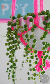 Urban Jungle Bloggers March Green Spring Styling Erbsenpflanze Pflanzen Hangende Pflanzen