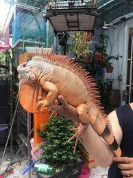 Iguana Pet Lizards Cute Reptiles Iguana Pet