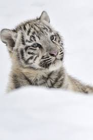 Bebe Tigre Blanc Bebe Tigre Animaux Animaux Sauvages
