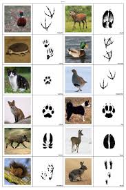37 tierspuren zum ausdrucken besten bilder von ausmalbilder : Pin By Kerstin Kuhnel On Zvirata V Lese Animal Tracks Animal Footprints Montessori Activities