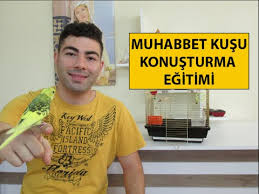 Muhabbet Kusu Nasil Konusturulur Youtube
