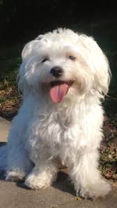 Source Https Www Pinterest Com Pin 141019032059288572 Maltese Maltese Dogs Maltese Puppy Cute Dogs