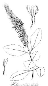 Image result for Agelanthus zizyphifolius
