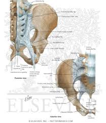 The broad ligament folds over the fallopian tubes and ovaries and covers them anteriorly and posteriorly. Bones And Ligaments Of Pelvis