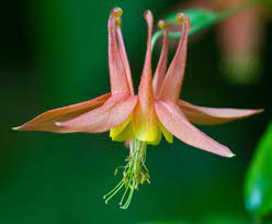 Pin On Columbines Aquilegia