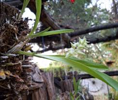 Image result for Dissotis longisepala