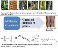 Contact with skin causes ficin dermatitis in people who are sensitive. A Survey Of Plants Responsible For Causing Irritant Contact Dermatitis In The Amathole District Eastern Cape South Africa Sciencedirect