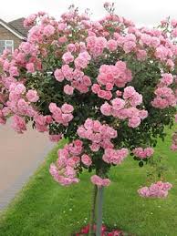 We did not find results for: Gardenarium Limestone Coast Roses