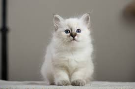 Every zodiac sign has its bespoke cat breed. Breed Of Cat You Should Adopt Based On Your Zodiac Sign