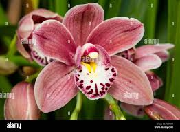Image result for Orchidaceae