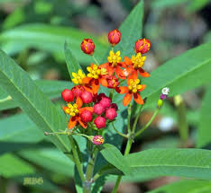 Image result for Asclepias curassavica