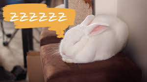 In this animalwised article, we're going to explain why your rabbit is shaking and breathing fast. How To Know When A Rabbit Is Sleeping Youtube