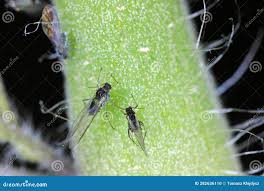 Image result for BLACKFLY ON TOMATO PLANTS