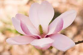 Pin On Artimages Flowers Magnolia Because Of The Giant Tulip Magnolia In My Backyard